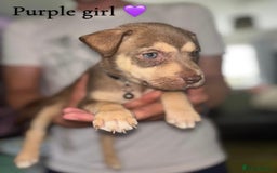 Mixed Breed dogs for sale: Husky x American bully’s  - Image 1
