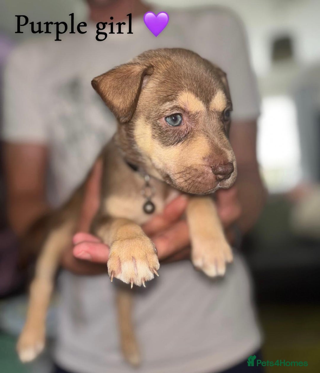Mixed Breed dogs for sale: Husky x American bully’s  - Image 1