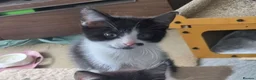 Mixed Breed cats for sale: 3 Little Girls for Sale - Advert 6