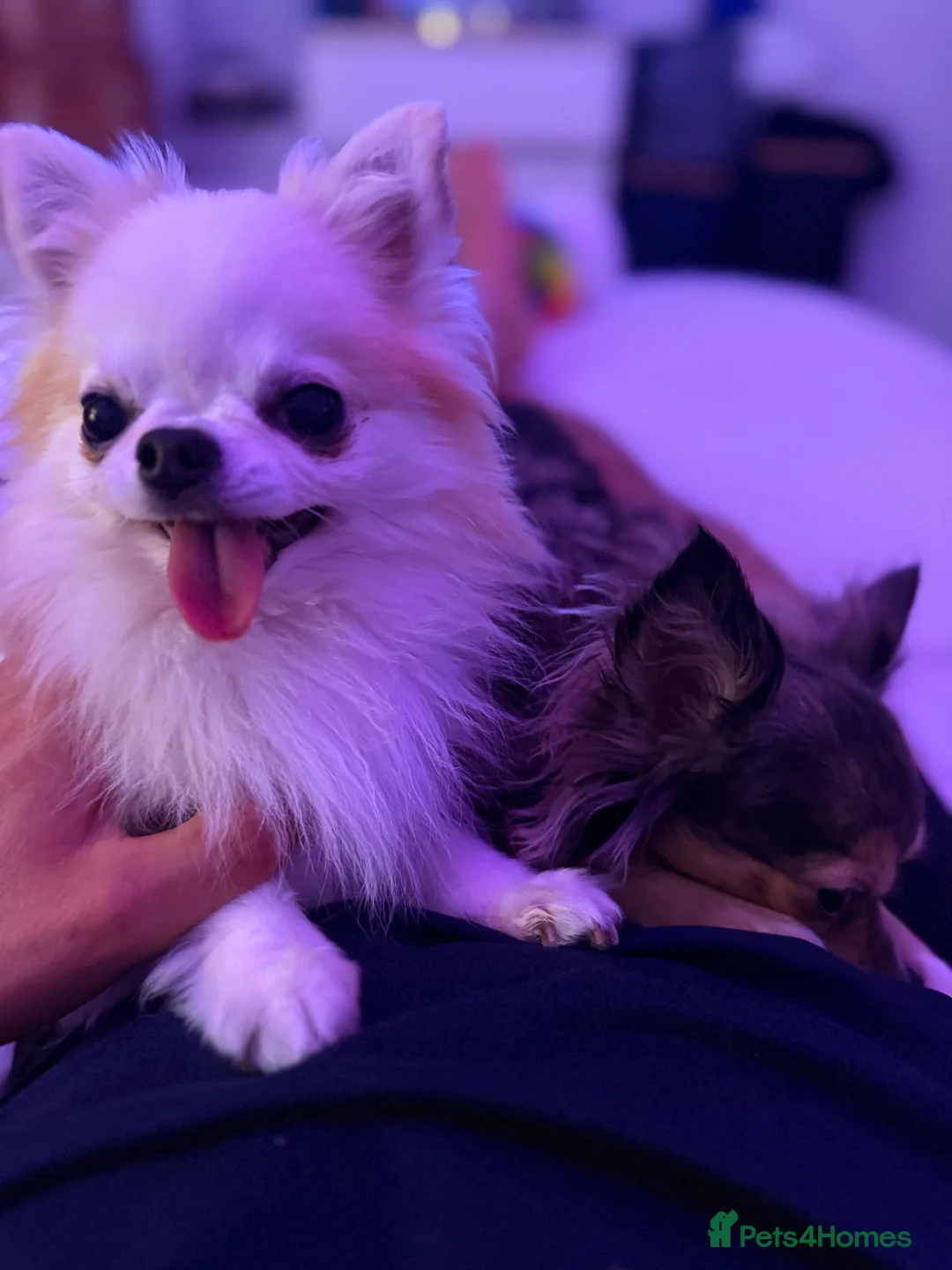 Chihuahua dogs for stud: Long haired Butterfly Male Chihuahua for STUD - Advert 2