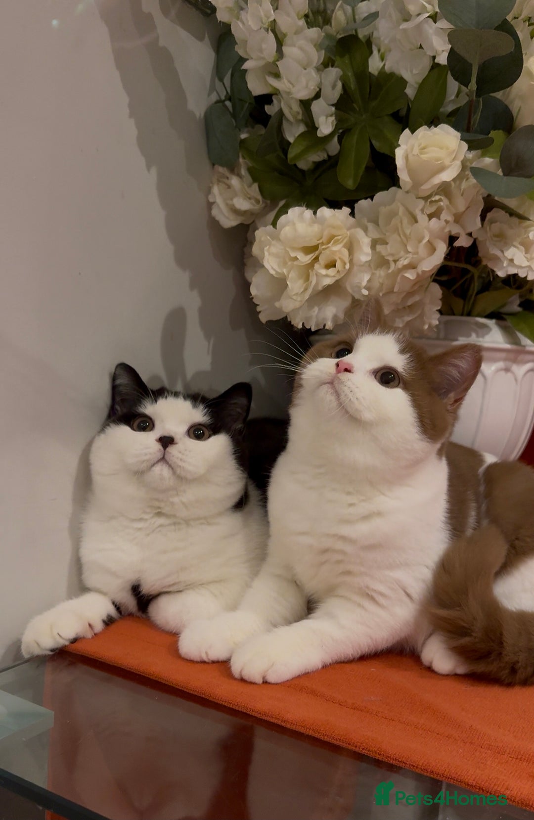 British Shorthair cats for sale: British shorthair kittens - Advert 2