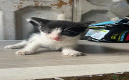 Domestic Shorthair cats for sale: Cute little domestic kittens  - Image 5