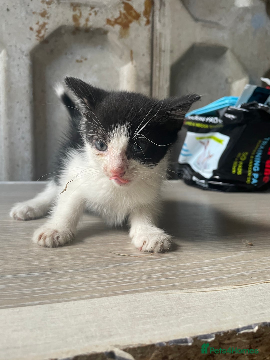 Domestic Shorthair cats for sale: Cute little domestic kittens  - Image 5