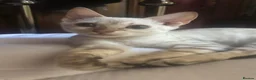 Bengal cats for sale: Snow lynx bengal - Advert 3