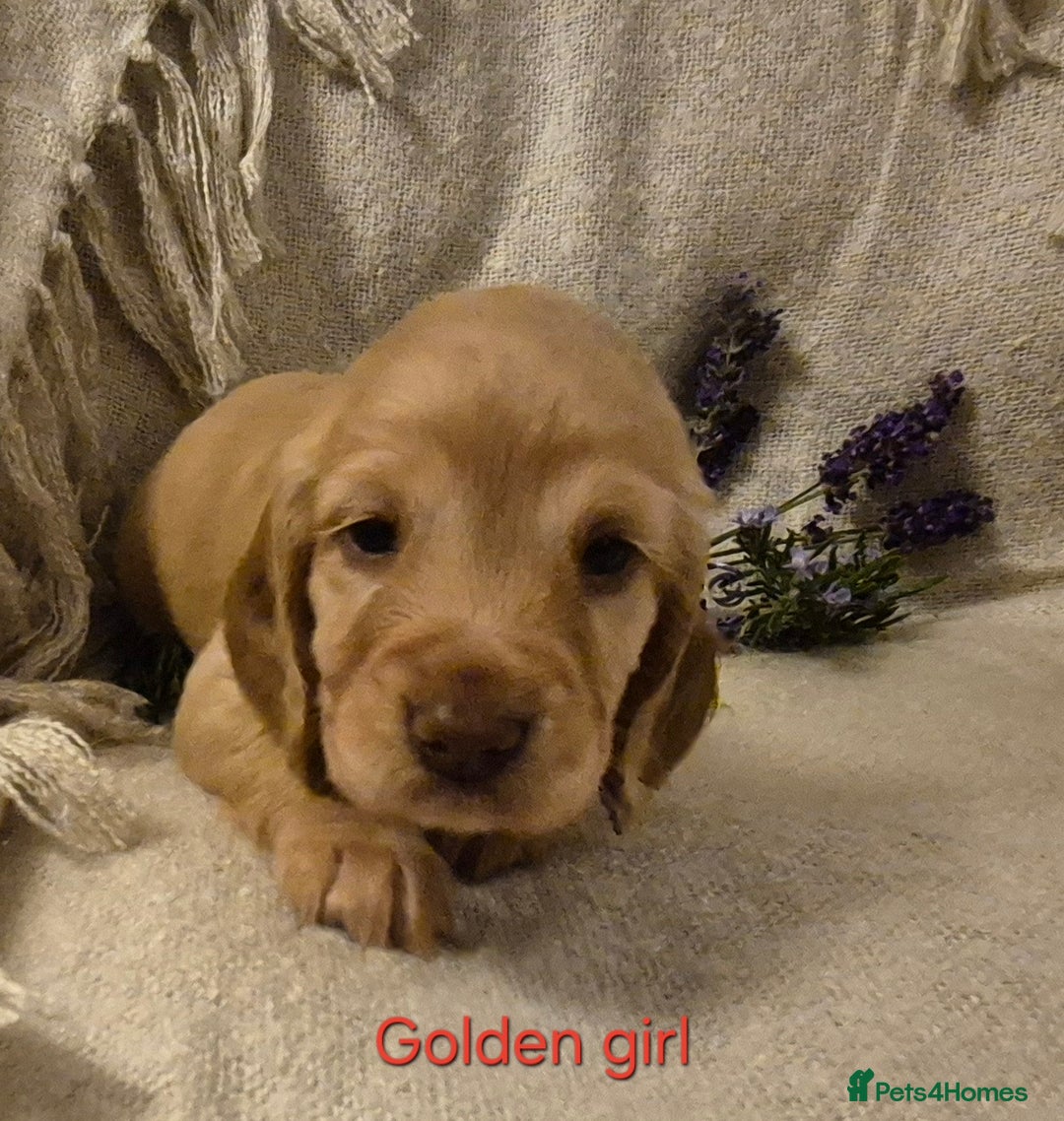 Cocker Spaniel dogs for sale: Exceptional KC Reg Working Cocker Spaniel Puppies - Image 2