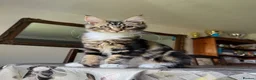 Maine Coon cats for sale: PURE MAINE COON KITTENS *2Left* - Advert 3