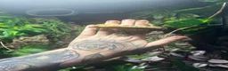 Gecko reptiles for sale: Crested gecko + full set up - Advert 1