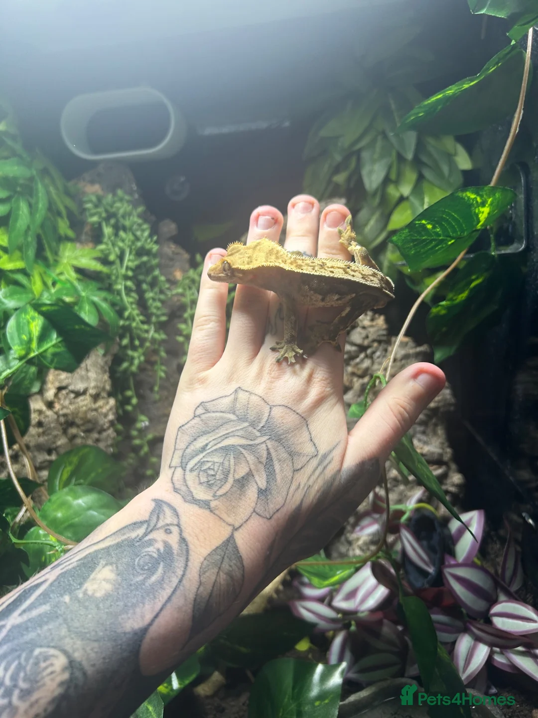 Gecko reptiles for sale: Crested gecko + full set up - Advert 1