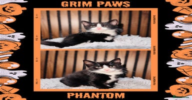 Mixed Breed cats - Advert 11