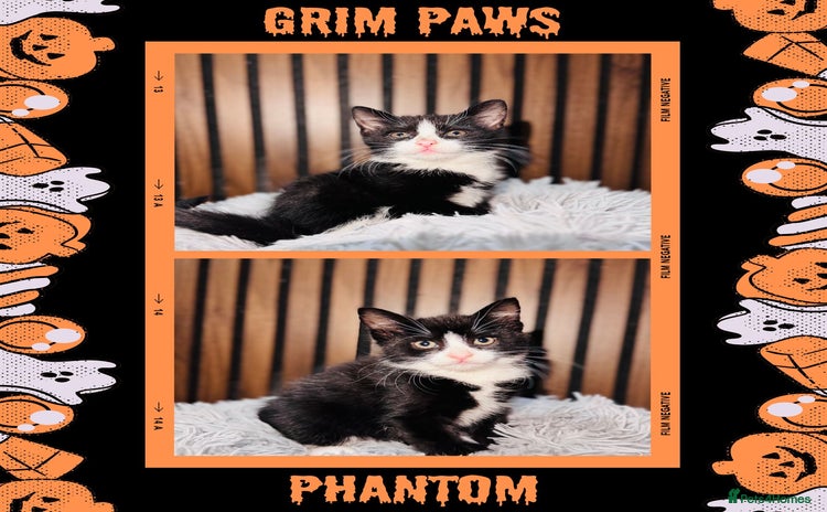 Mixed Breed cats - Advert 4