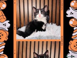 Mixed Breed cats - Advert 6