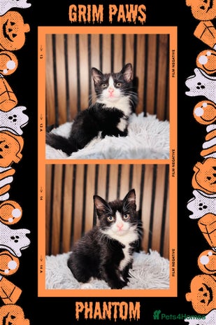 Mixed Breed cats - Advert 7