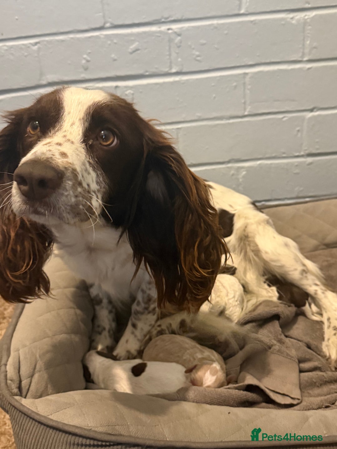 Mixed Breed dogs for sale: Springerpoo pups  - Image 6