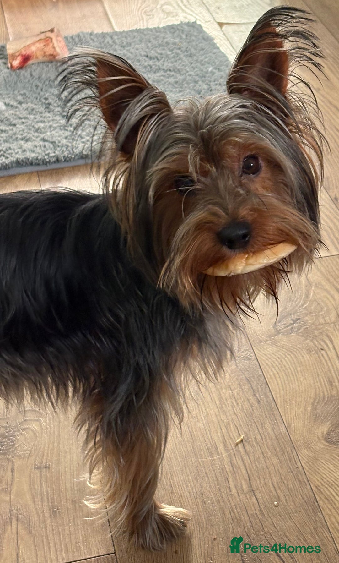 Yorkshire Terrier dogs for stud: For STUD - Advert 11