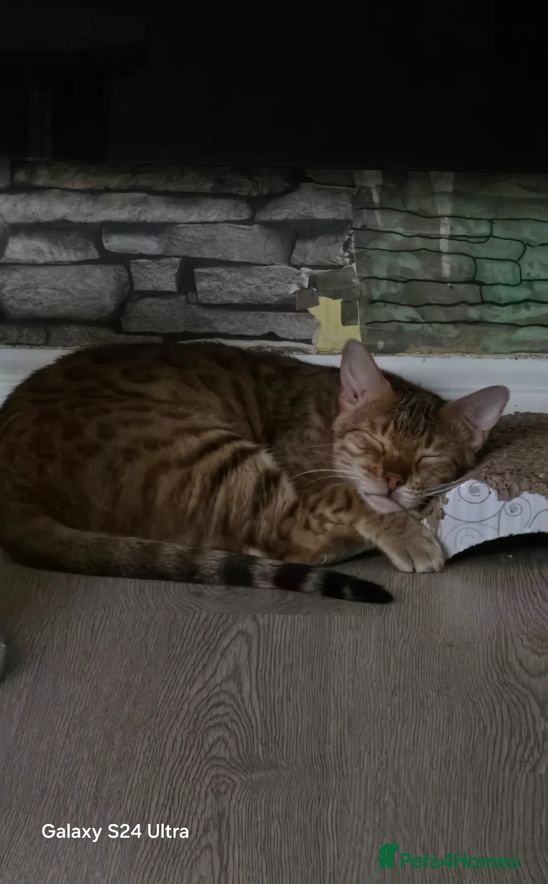 Bengal cats for sale: 4 beautiful bengal kitten  - Advert 2