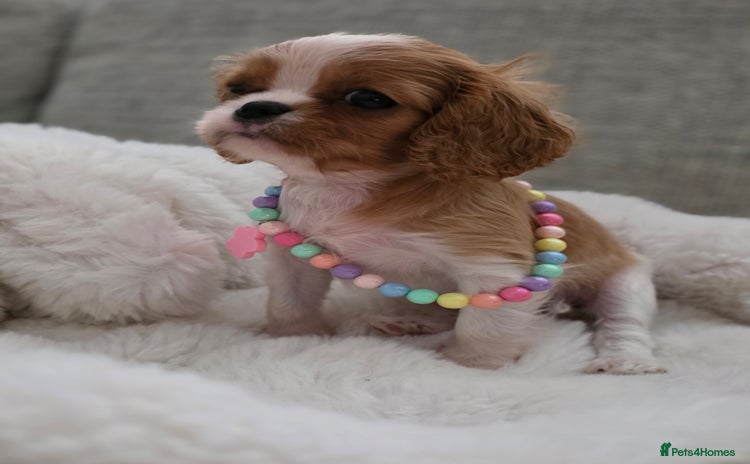 Cavalier King Charles Spaniel dogs - Advert 8