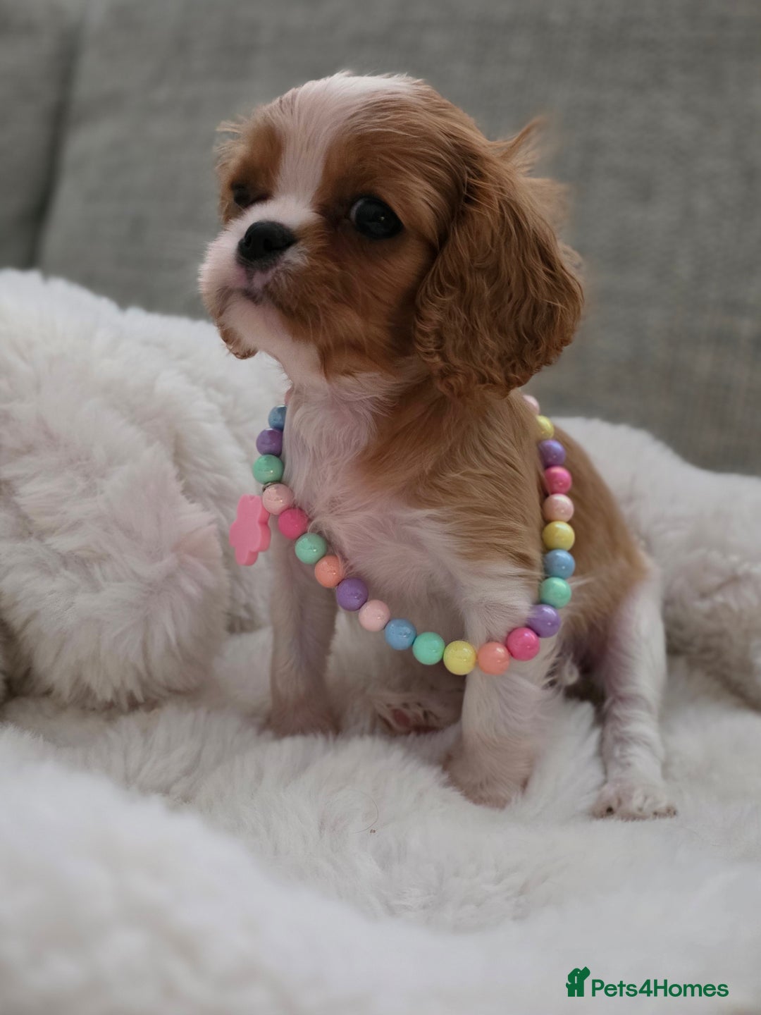 Cavalier King Charles Spaniel dogs for sale: Cavalier King Charles spaniel girl  - Image 1