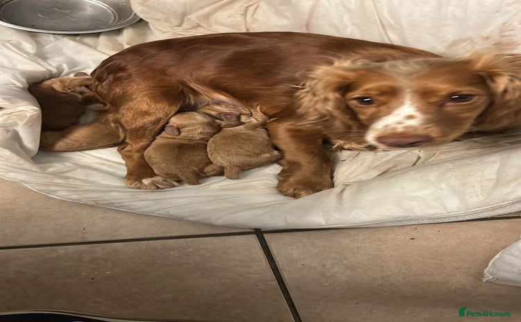 Cocker Spaniel dogs - Advert 2