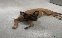 Mixed Breed dogs for sale: Male Belgian malonois cross labrador  - Image 3