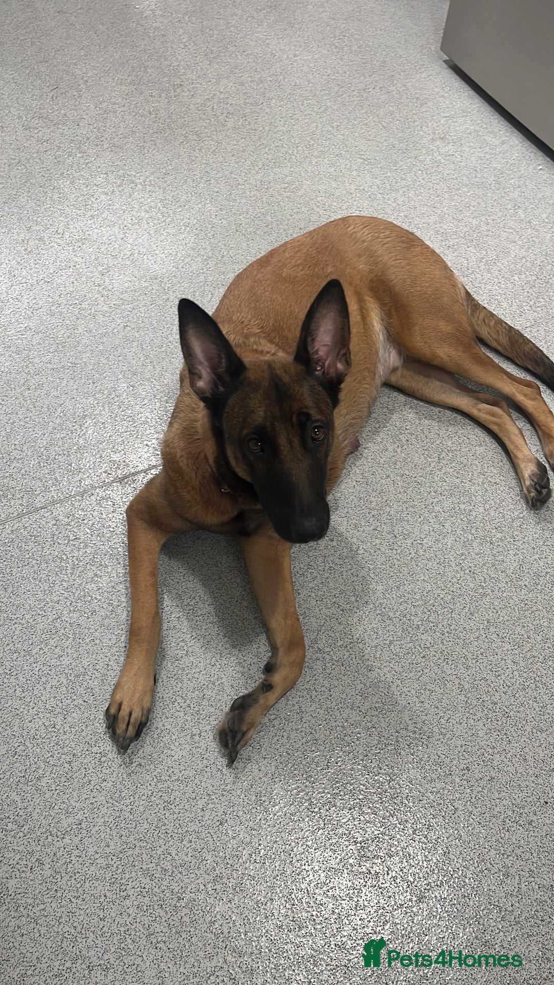 Mixed Breed dogs for sale: Male Belgian malonois cross labrador  - Image 3