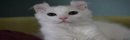 American Curl cats for sale: Beautiful, playful Rare American Curl Kittens - Advert 34