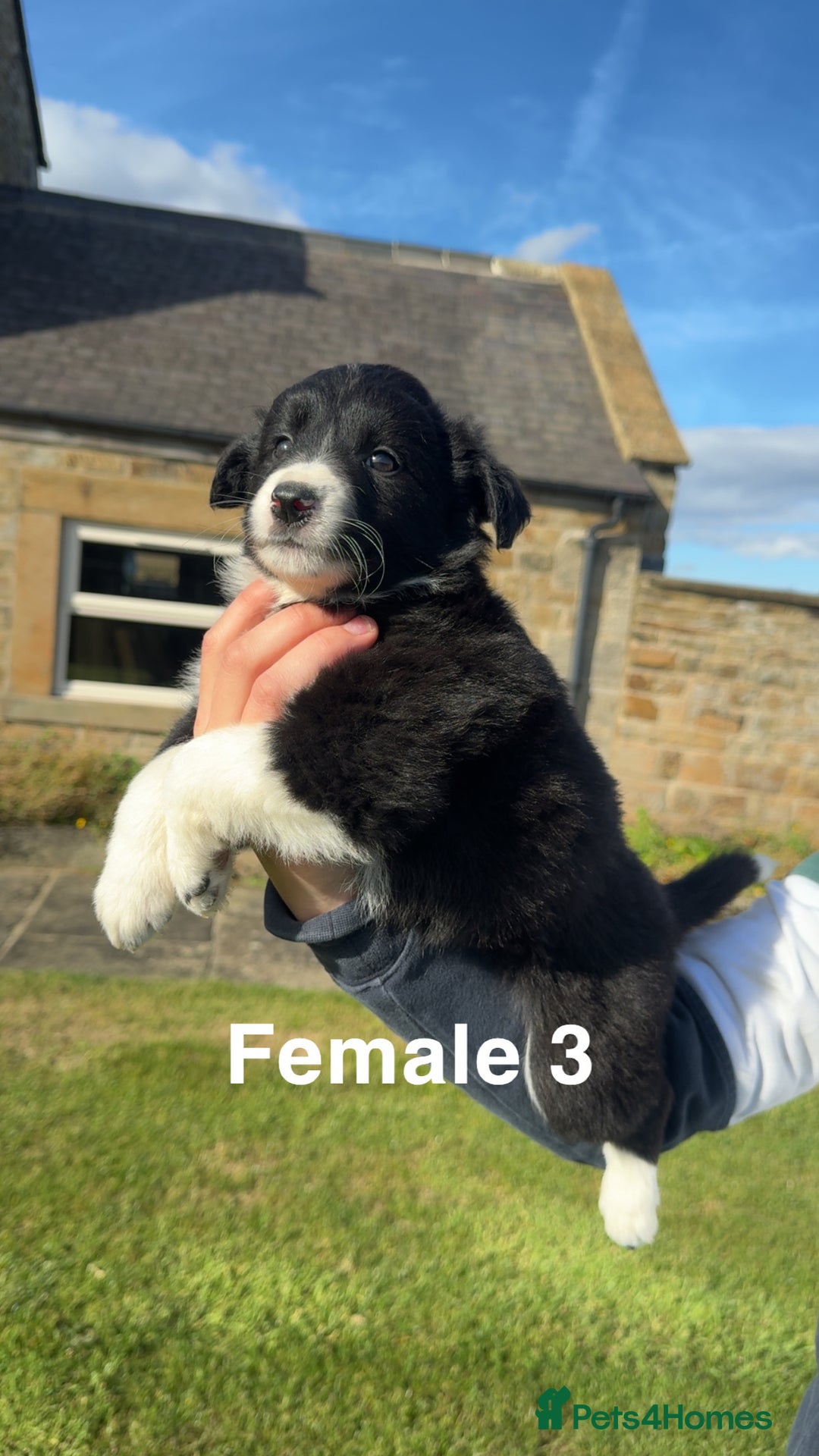 Border Collie dogs for sale: Superb litter of purebred Border Collie puppies  - Image 15