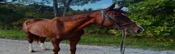 English Thoroughbred horses for sale: 2021 Grade TB mare in Manchester - Advert 3