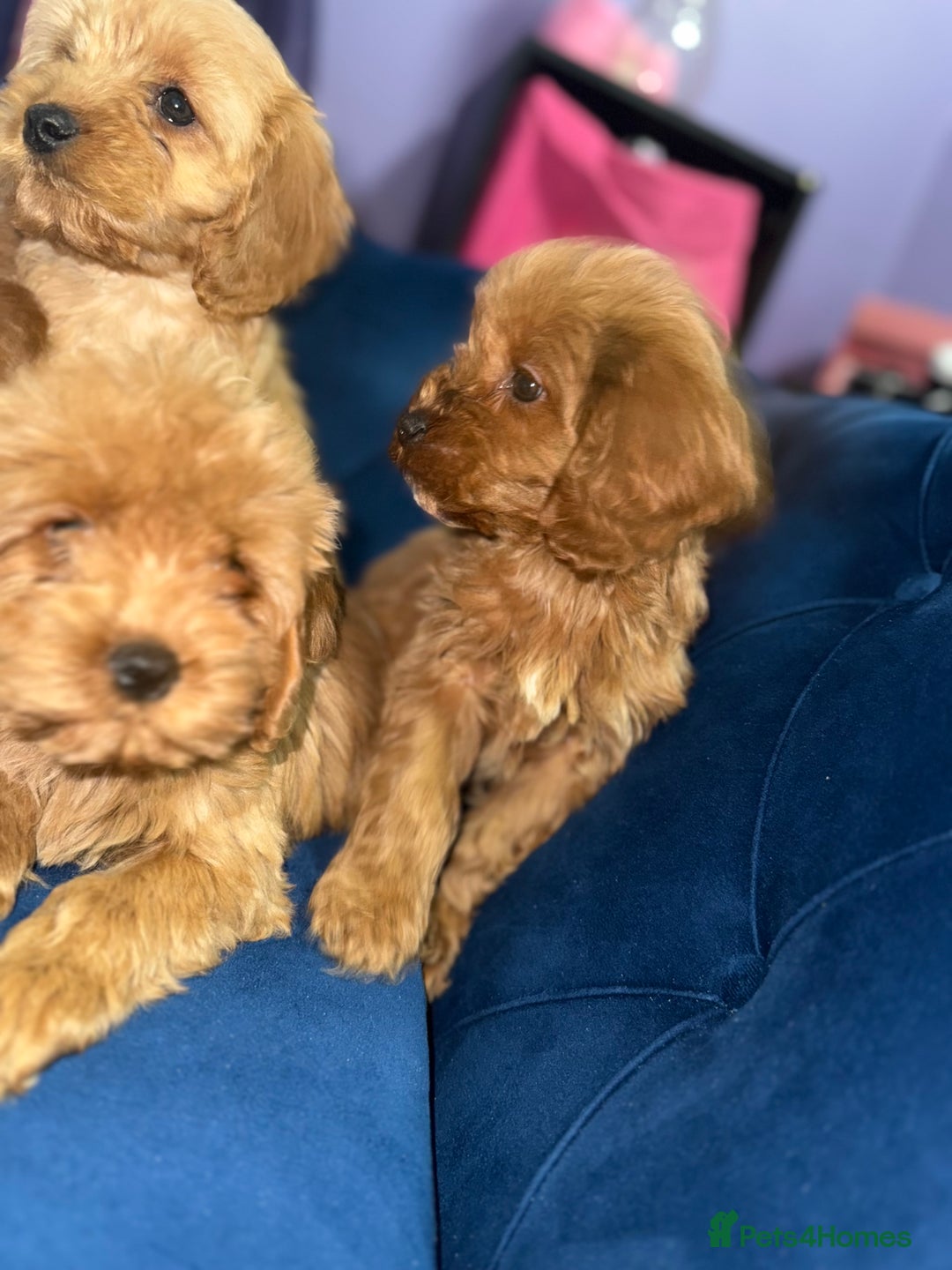 Cavapoo dogs for sale: Ready to go🏡 ONLY girls !  - Image 20