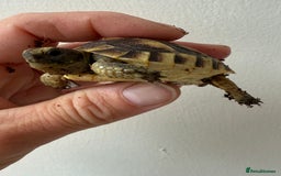 Tortoise reptiles for sale: Baby Mediterranean spur thigh tortoise for sale - Image 3