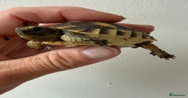 Tortoise reptiles - Advert 3