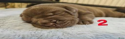 Mixed Breed dogs for sale: F1 BULLADOR PUPPIES - Advert 8