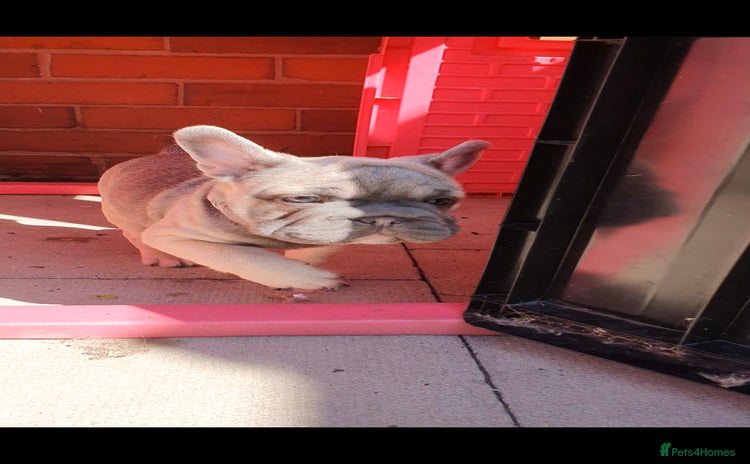 French Bulldog dogs - Advert 5