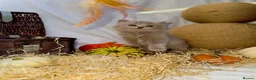 British Shorthair cats for sale: 🐻🐱British shorthair and British longhair kittens in Oxford - Advert 9