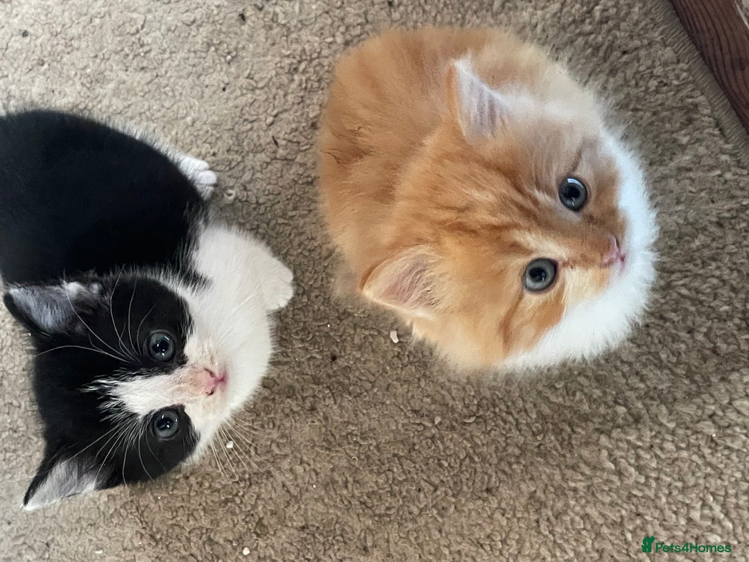 Mixed Breed cats for sale: 4 beautiful boy kittens  - Image 3
