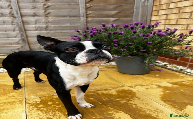 Boston Terrier dogs - Advert 1