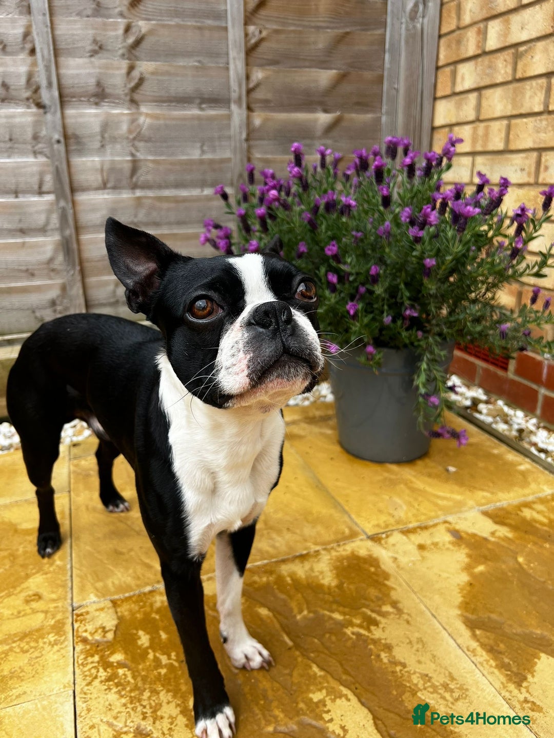 Boston Terrier dogs for stud: Loving Boston Terrier For Stud  - Image 1