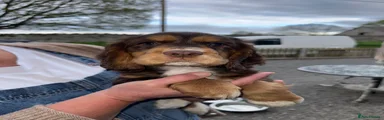  Puppy 1