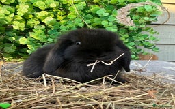 Mini Lop rabbits for sale: Gorgeous Pure Bred Mini Lops - Image 3