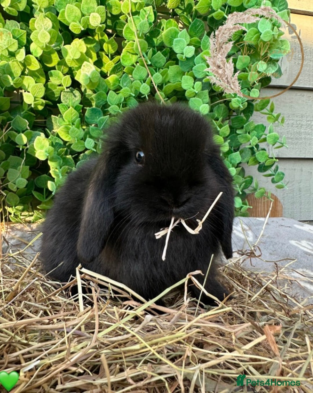 Mini Lop rabbits for sale: Gorgeous Pure Bred Mini Lops - Image 3