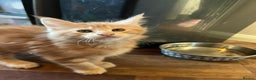Maine Coon cats for sale: Ready now Beautiful chunky Maine coon kittens - Advert 11