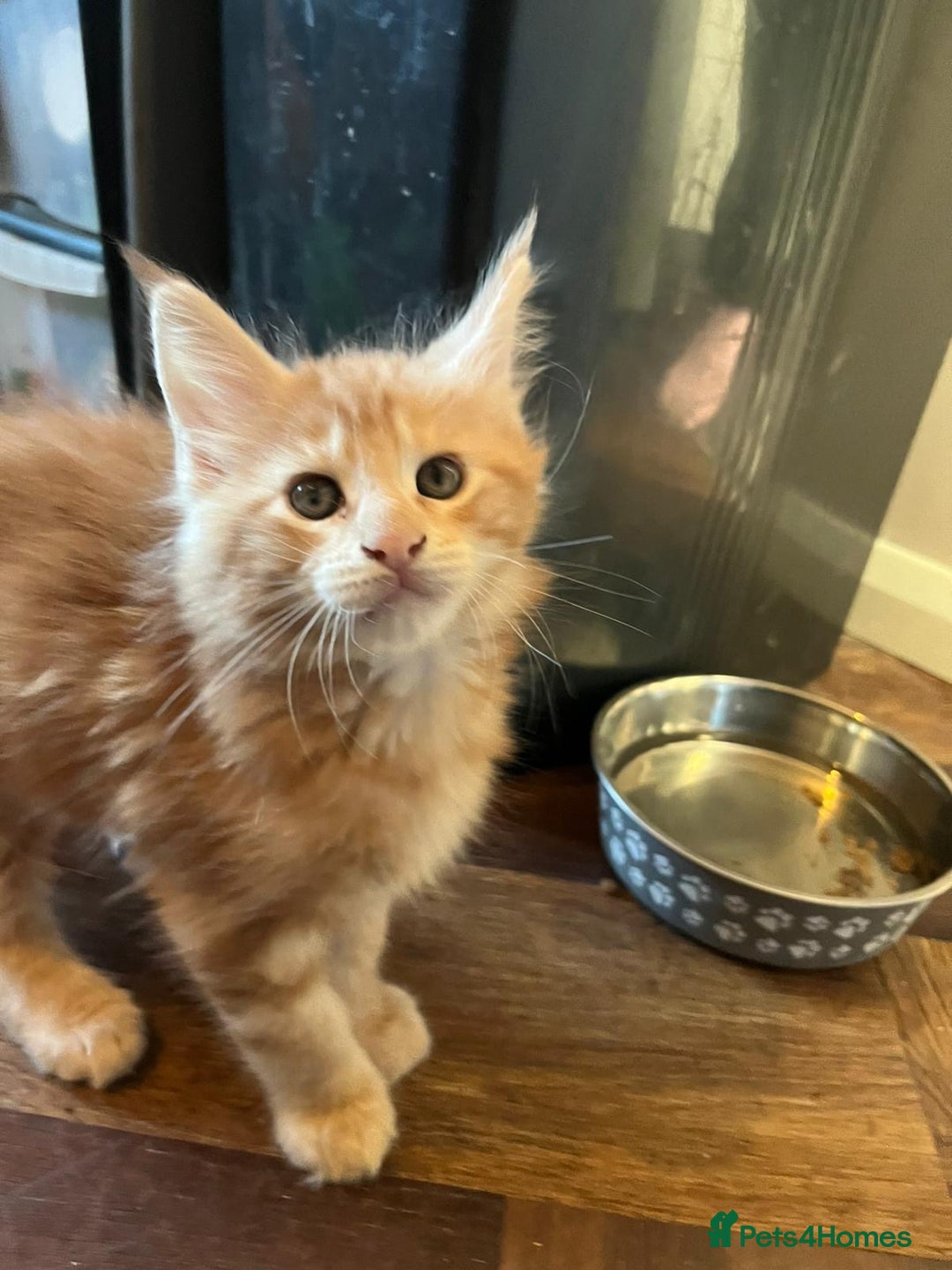 Maine Coon cats for sale: Ready now Beautiful chunky Maine coon kittens - Advert 11
