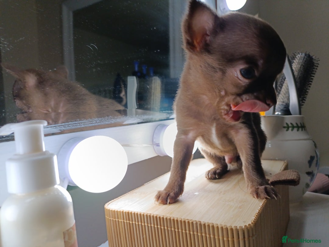 Chihuahua dogs for sale: 1 boys 3 girl pedigree chihuahua - Advert 24