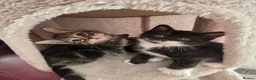 Mixed Breed cats for sale: Kittens for Sale  in Middlesbrough - Advert 6