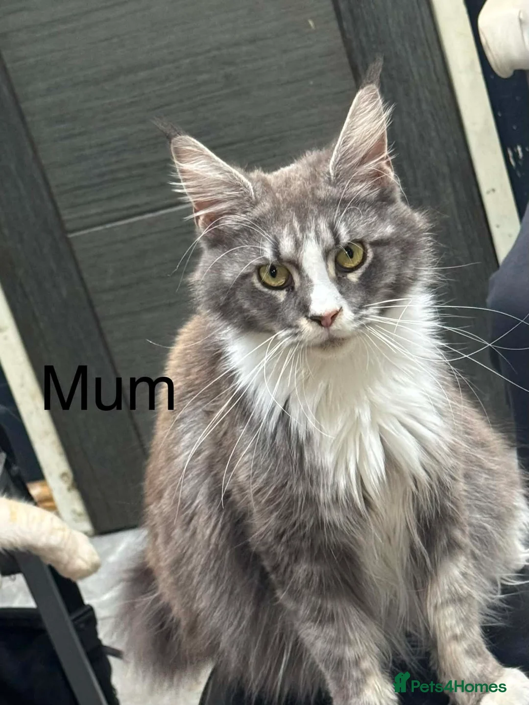 Maine Coon cats for sale: 6 beautiful mainecoon kittens  - Advert 1
