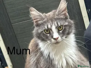 Maine Coon cats 3 beautiful boy mainecoon kittens - Advert 3