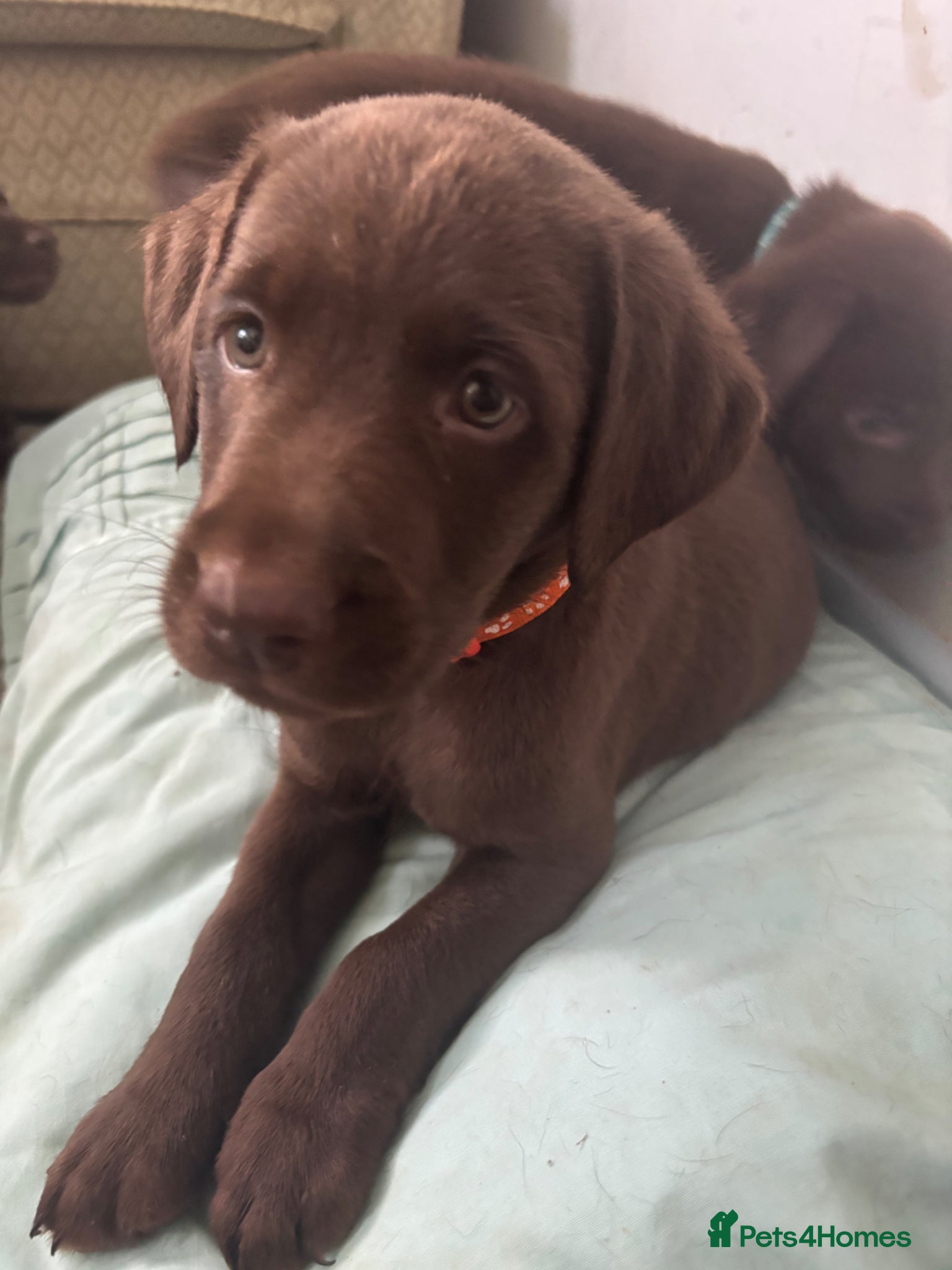 Labrador Retriever dogs for sale: Beautiful Pedigree Lab Puppies For Sale! - Advert 2