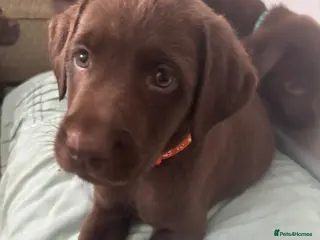 Labrador Retriever dogs for sale: Beautiful Pedigree Lab Puppies For Sale! - Advert 2
