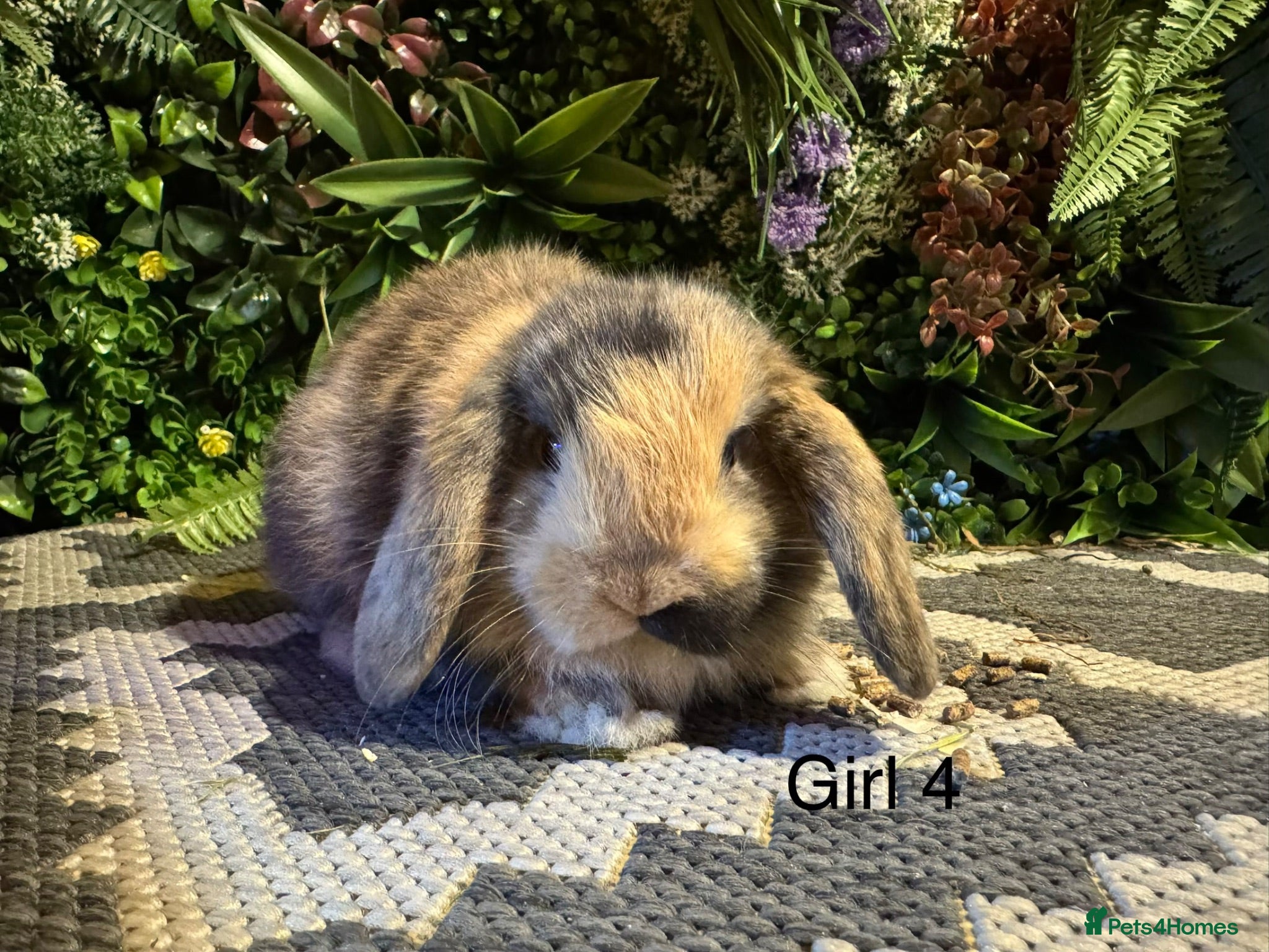 Mini Lop rabbits 🐰MINI LOPS AVAILABLE TO RESERVE🐰 - Advert 1