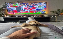 Miniature Dachshund dogs for sale: 2 miniature daschunds for sale  - Image 1