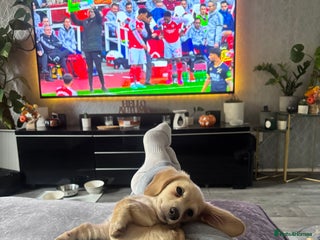 Miniature Dachshund dogs - Advert 3